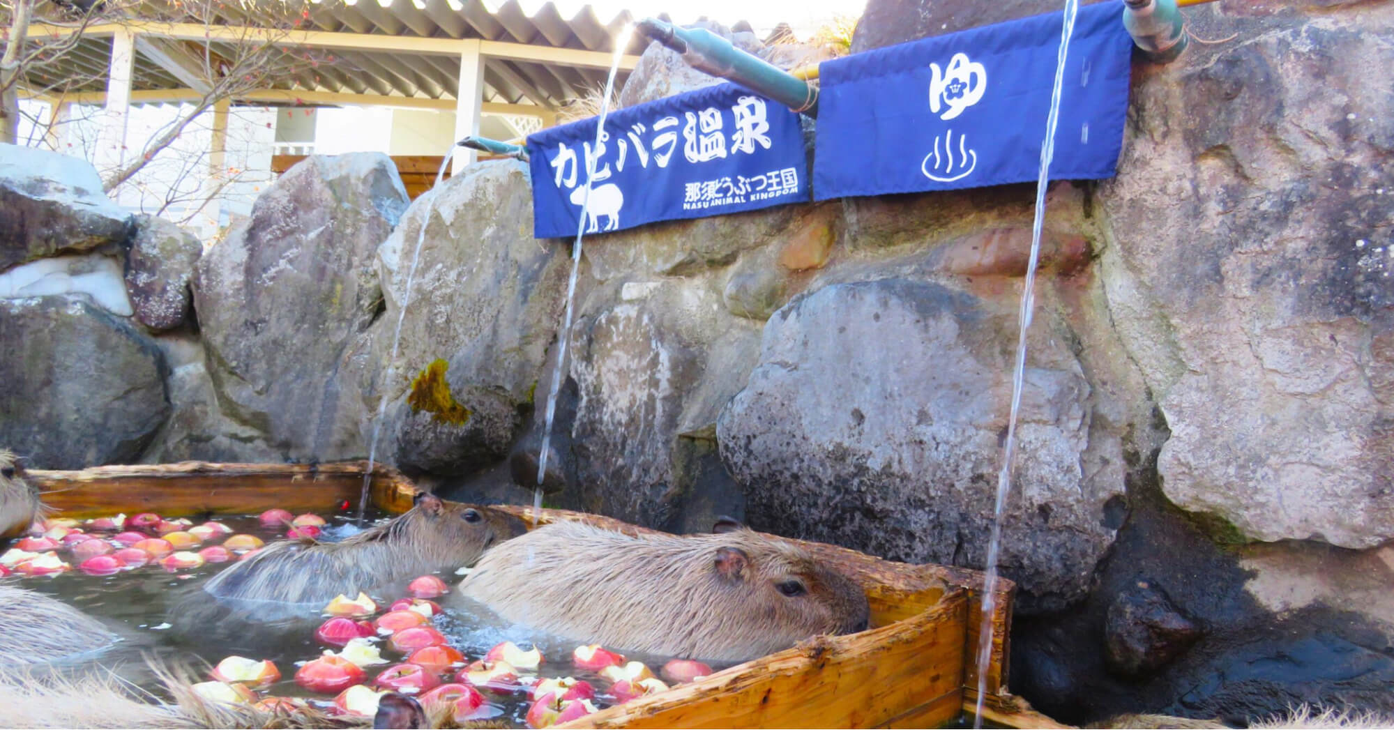 栃木にある室内ドッグラン以外で雨の日に遊べる施設：那須どうぶつ王国